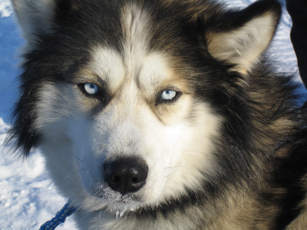 Top 20 Most Dangerous Dog Breeds to Humans in the World  Husky