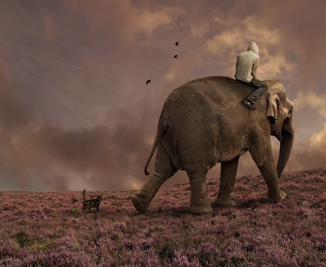 Resultado de imagen para elephants dreams