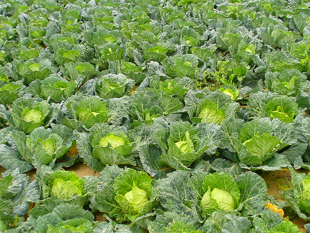 Campo di verze, cabbage field