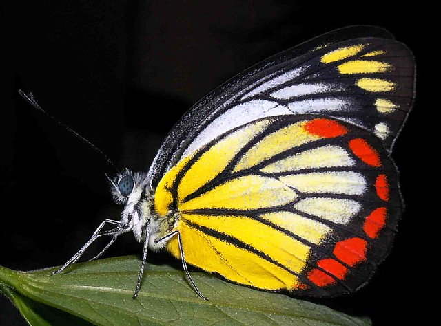 Java butterfly
