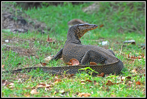 Water Monitor | by athene1
