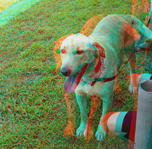 dog animal stereoscopic stereophoto 3d anaglyph iowa siouxcity anaglyphs redcyan 3dimages 3dphoto 3dphotos 3dpictures siouxcityia stereopicture
