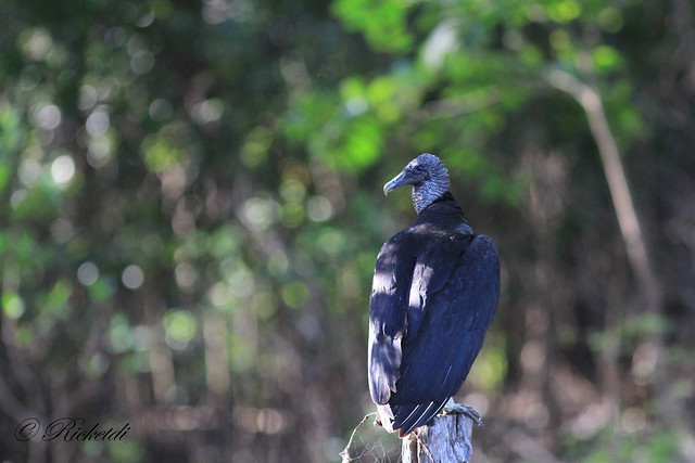 urubu noir / black vulture