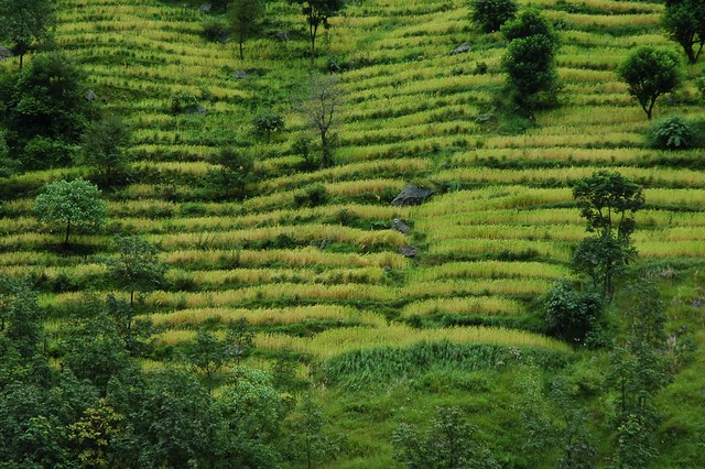 Terrace plantations