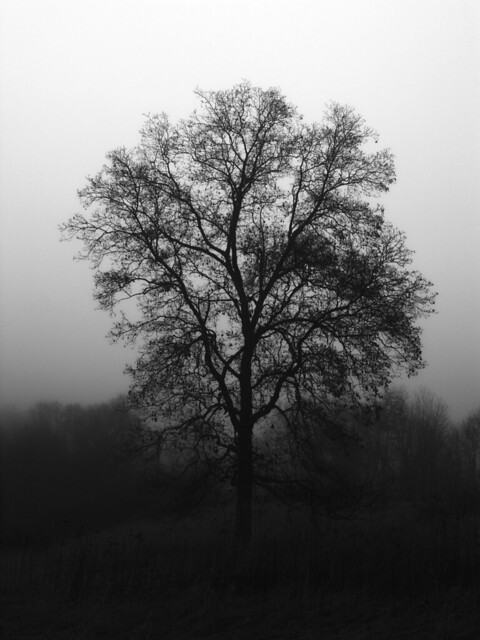 Tree on Foggy Morning