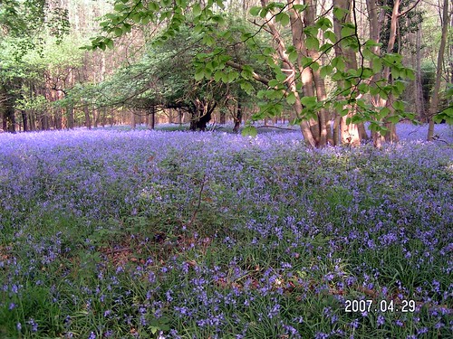 Bluebells in Latham Woods April 28 2007
