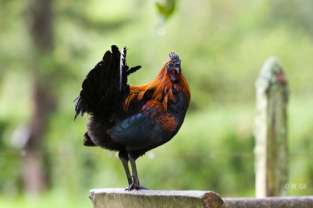 black-faced rooster