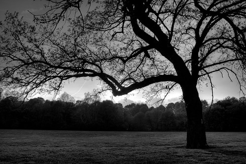 sunset dusk oldtree louisville kentuckyderby cherokeepark may52007 enprintemps