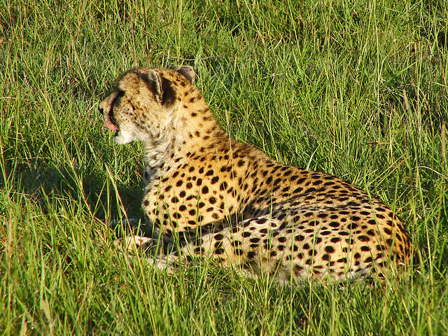 Lying cheetah