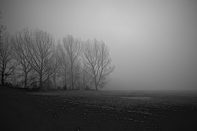 Trees in the Fog on Hackney Marsh