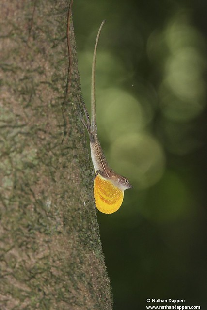 Norops sp. found at Corcovado National Park