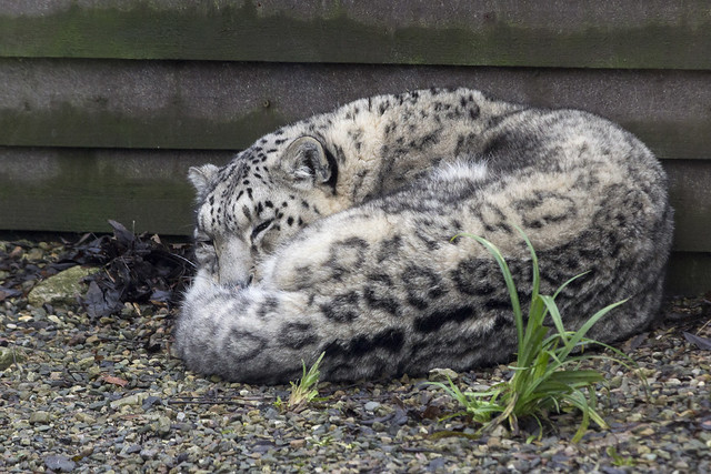 Snow Leopard, Lakeland Wildlife Oasis, near Milnthorpe, Cumbria, UK