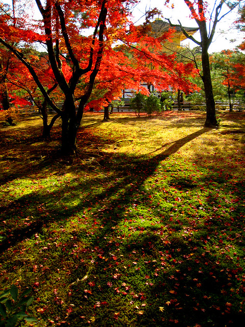 Kinkaku-ji in Autumn：金阁寺在秋季