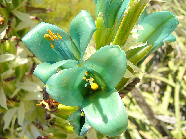 flor puya berteroniana