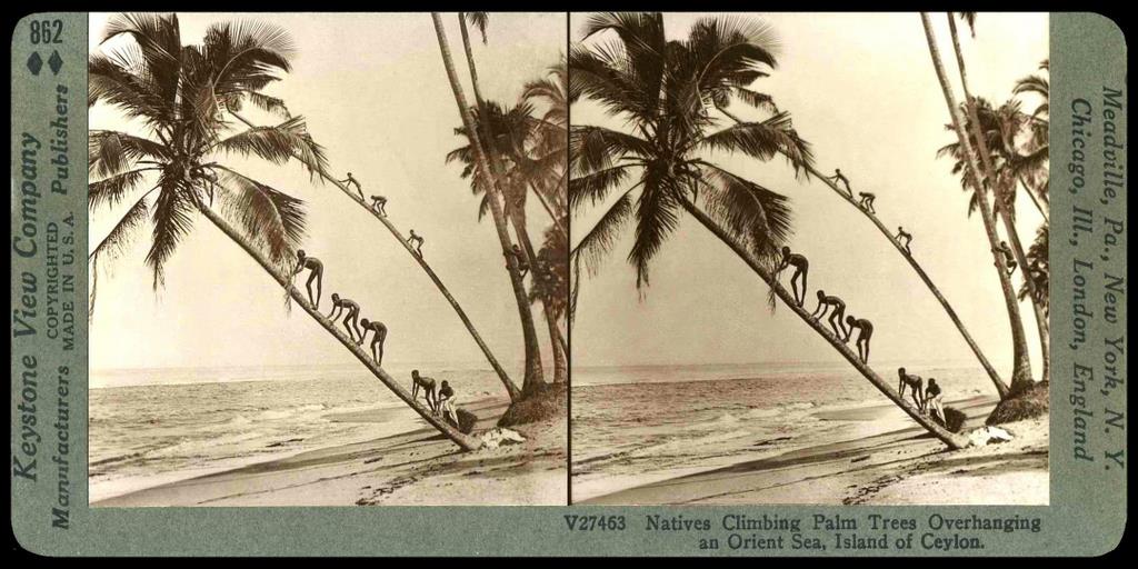 LIKE LITTLE ANTS -- The Coconut Climbing Kids of Old Ceylon