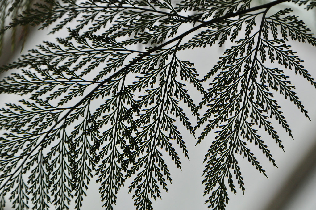Fern Rab Linked by: www.increasemyvocabulary.com/definition/of/rab… | Flickr