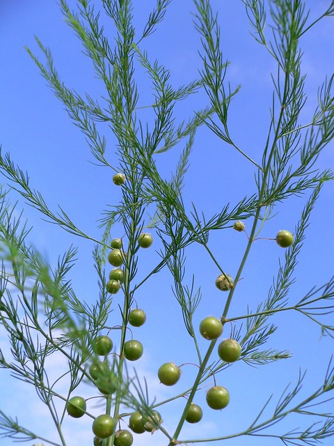 Bacche dei semi di asparago