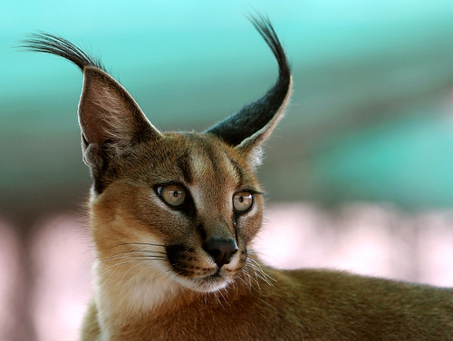 caracal eyes by AnyMotion