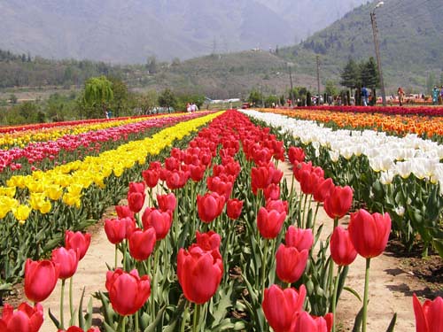 Srinagar Tulip Garden | by Mehraj Mir