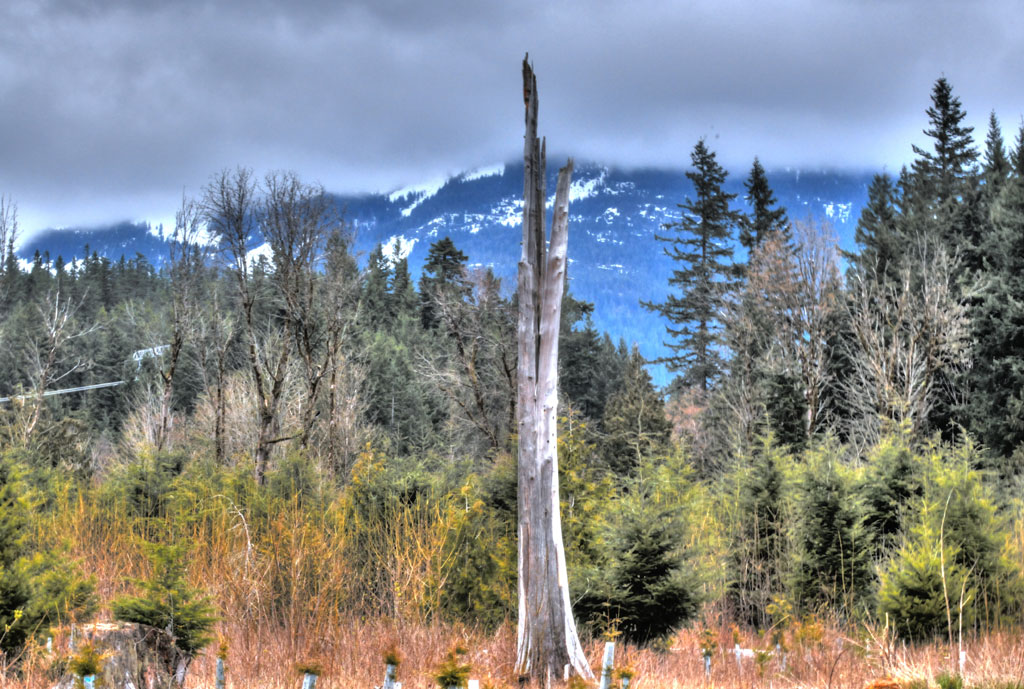 HDR Squamish Tree farm