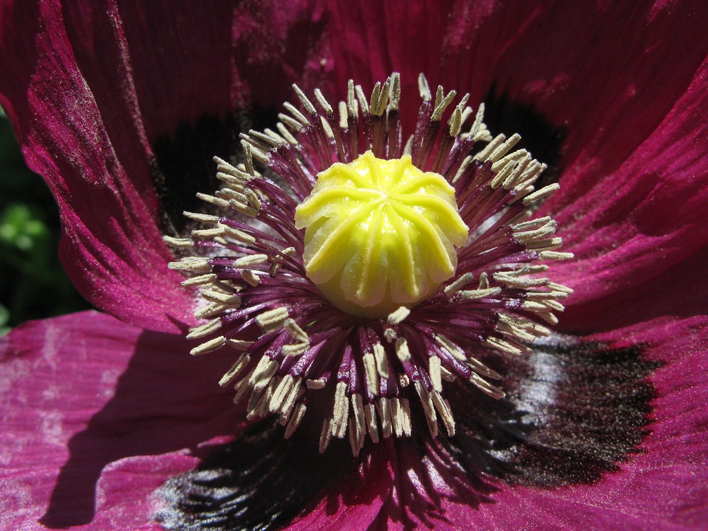 All sizes | Pretty Purple Poppy 2 | Flickr - Photo Sharing!