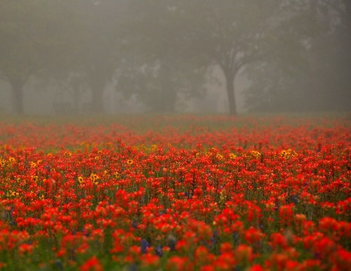 Super Red Wildflowers by FriendofLight