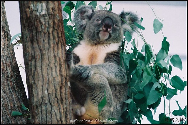 無尾熊-03 koala