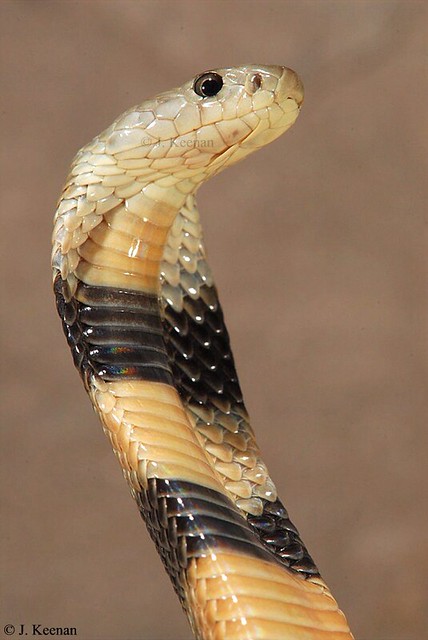 Central Asian Cobra  (Russian Cobra, Oxus Cobra) - Naja oxiana