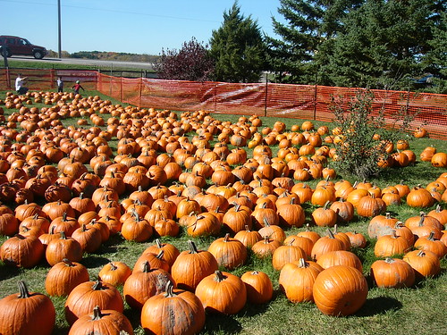 pumpkin hill