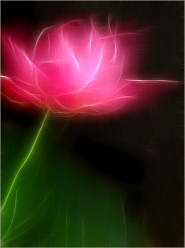 Lotus Flower - Fractalius - IMGP8494