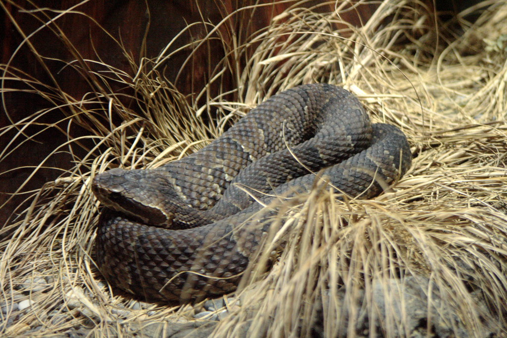 Water Moccasin #1 | Water Moccasin #1. Dangerous & Deadly ...