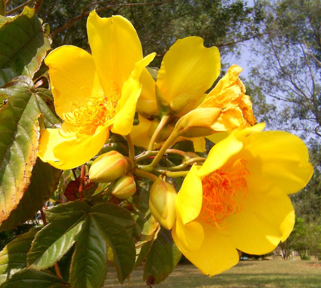 Cochlospermum vitifolium. | C.Lisboa | Flickr