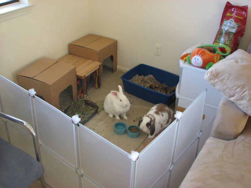  bunny living area