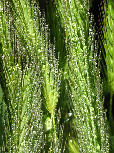 green grass mississippi droplets dew starkville refuge noxubee dcr250 raynox noxubeenationalwildliferefuge