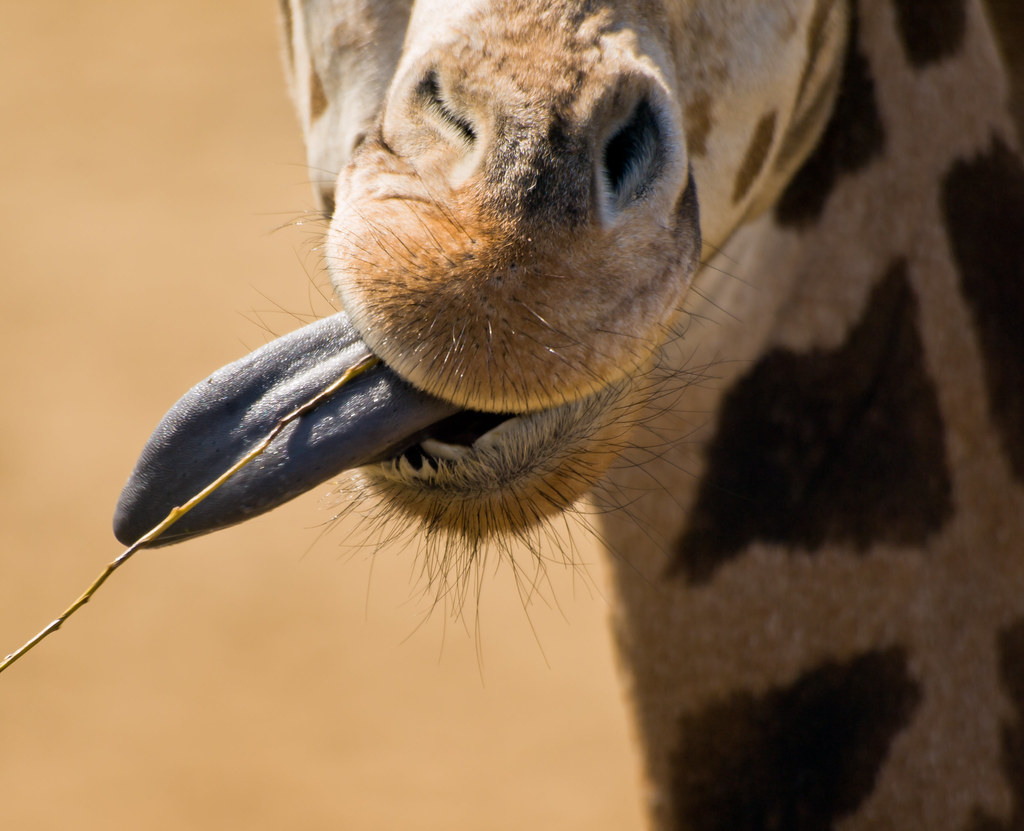 Giraffe Tongue | Giraffe with his tongue out, eating leaves \u2026 | Flickr