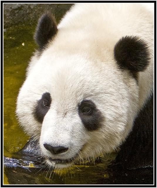 Giant Panda - Tai Shan (