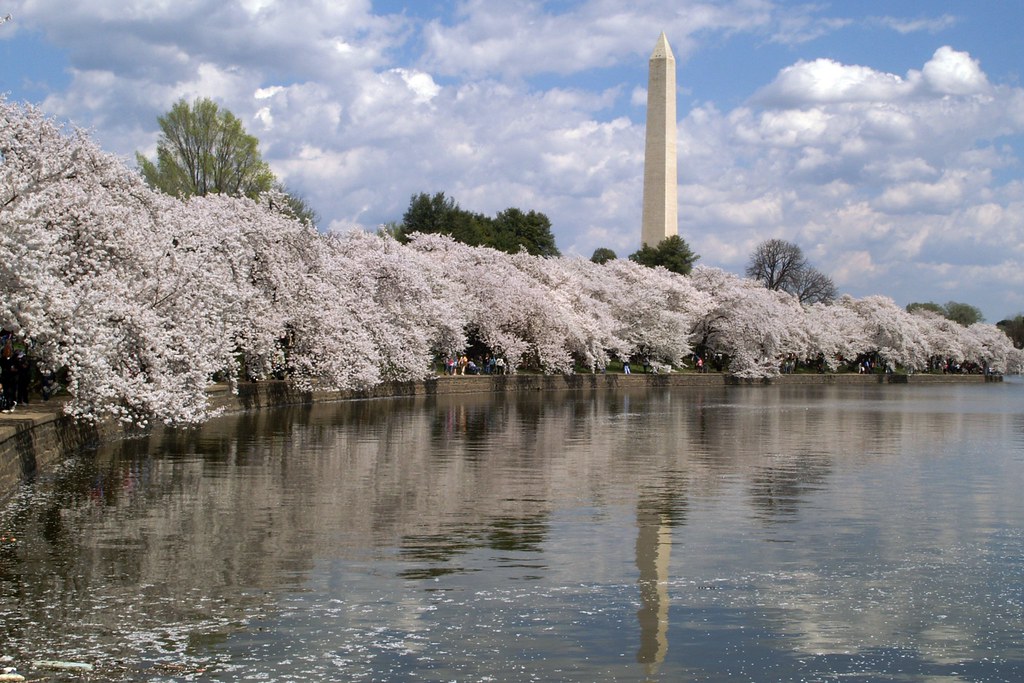 Cherry Trees in bloom in DC | Washington Monument as seen fr… | Flickr