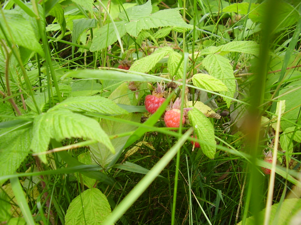 Wild Coast Raspberry Rip Ripe wild raspberries. | Kristie | Flickr