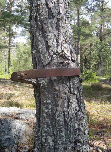 Secured Tree Trunk | by Steffe