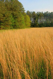 Grassy Field