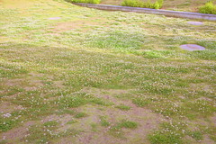 clover field at Ajinomoto Stadium