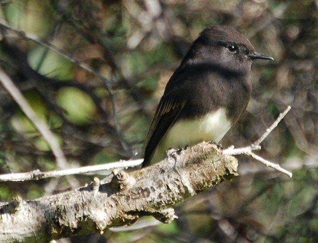 Black Phoebe (Sayornis nigricans)