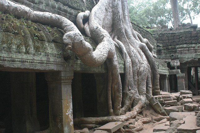 Camboya - Angkor - Ta Prohm