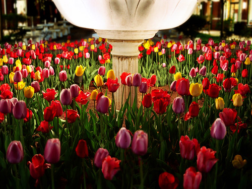 flowers night wow tulips 100v10f nite abigfave diamondclassphotographer betterthangood winnerbc
