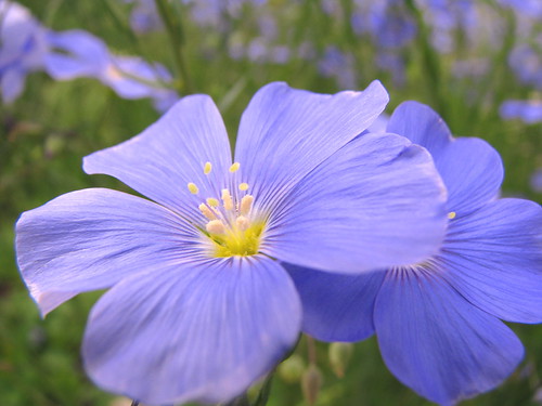 Periwinkle | by Nature_Deb
