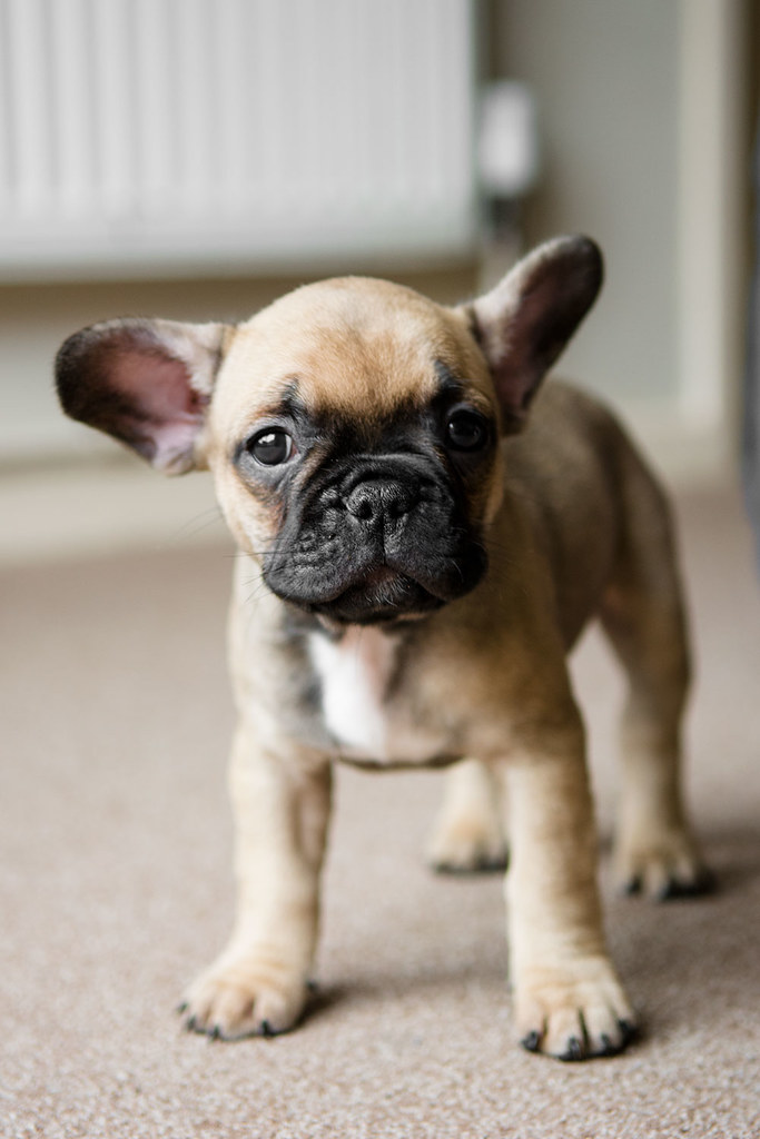 Fawn French Bulldog Puppy | Hayley Newton | Flickr