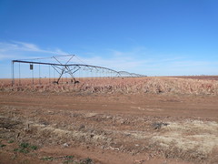 Center-pivot Irrigation in Milo