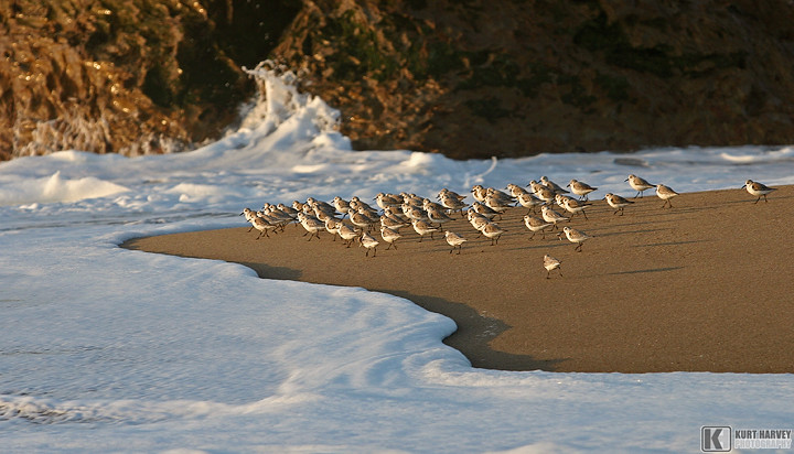 sanderlings on the Central California Coast by kh-photos ~ Kurt ~