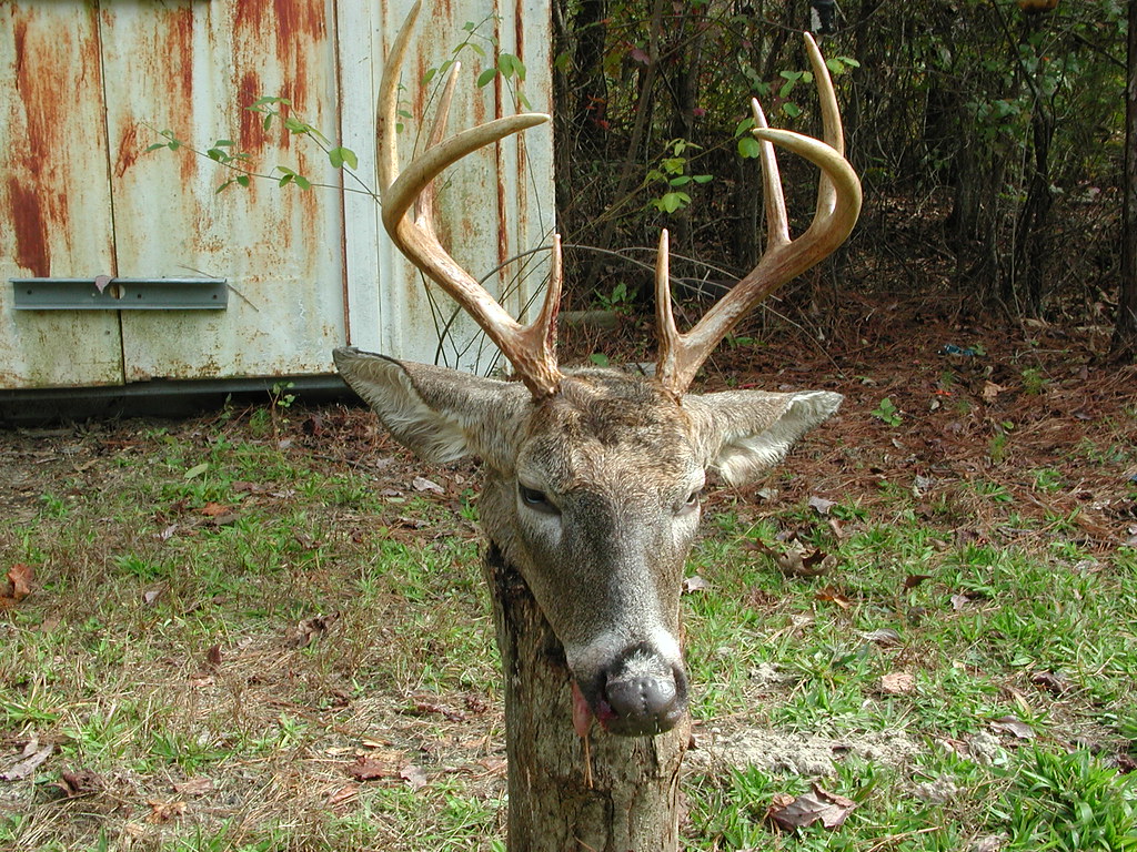 First Deer | SWAP Studios | Flickr