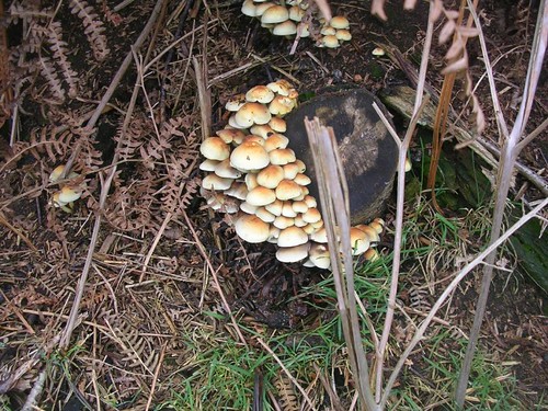 Fungi Holmwood to Gomshall